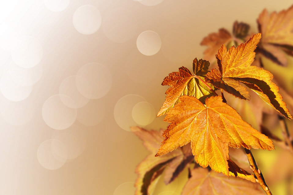 fall